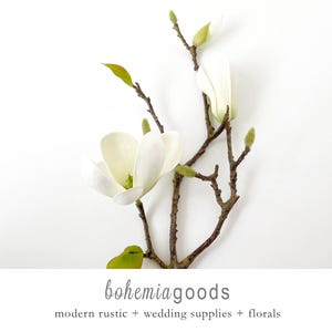 Small Magnolia branch, Saucer Magnolia, with buds