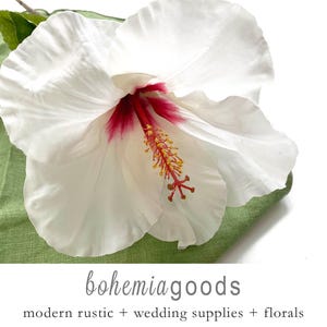 Hibiscus, white, hibiscus flower, tropical, hibiscus plant, Premium, tropical flower