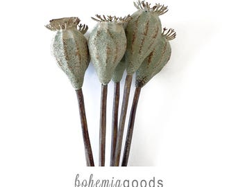 May include: A cluster of dried poppy seed pods with textured, sage green and brown tones. The pods are attached to slender, dark brown stems. The image is set against a white background. The text "bohemiagoods" is at the bottom.