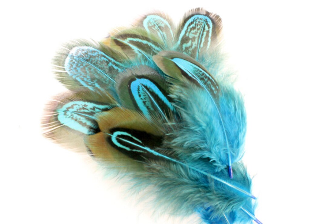 2-3 Inch Blue Pheasant Feathers. 10 Peacock Blue Feathers. Ringneck ...