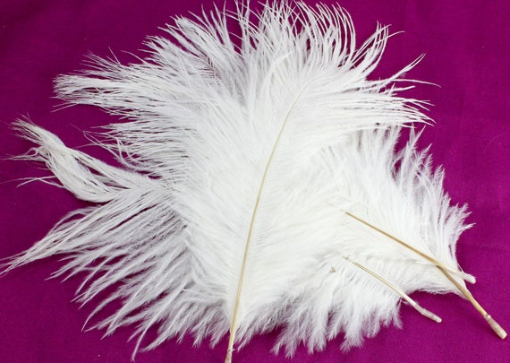 3in-7in Long White Craft Feathers