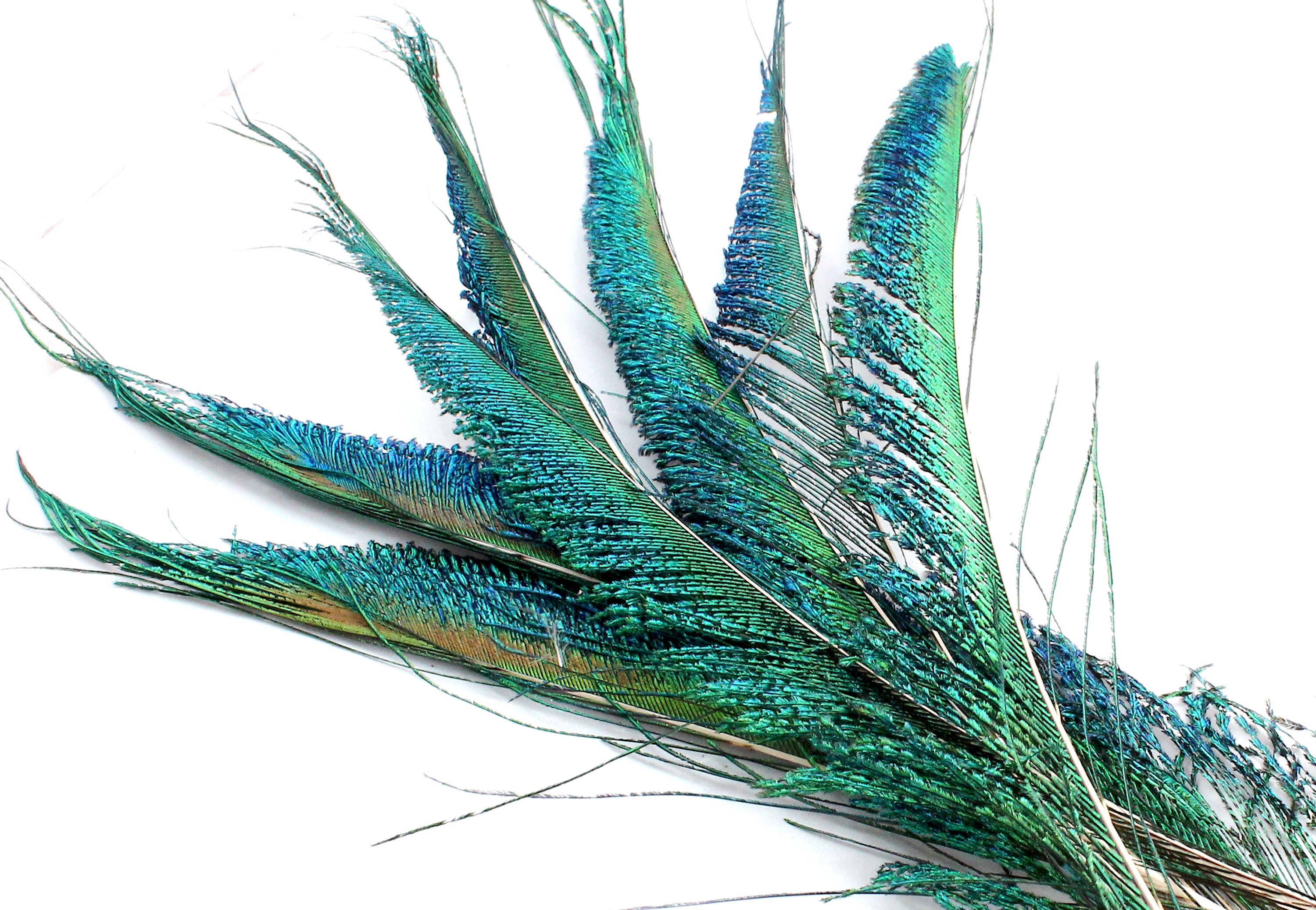 Fly Tying Feathers Peacock Sword-Tails