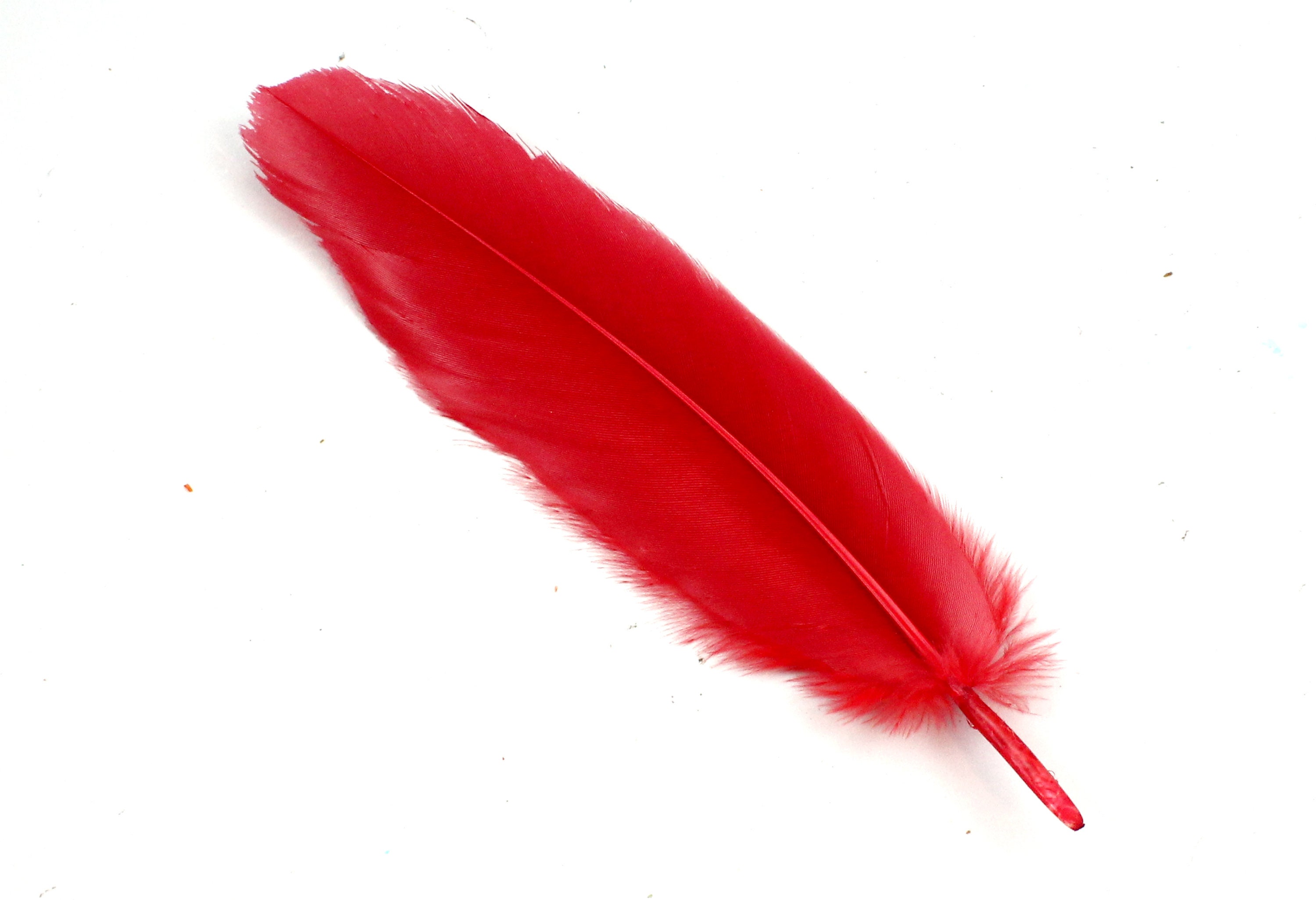 7-9 Inch Red Goose Feathers 10 Cardinal Colored Bird Decorations With Flat  Tops and Fuzzy Bottoms. A Long Curved Plume for Making Masks 