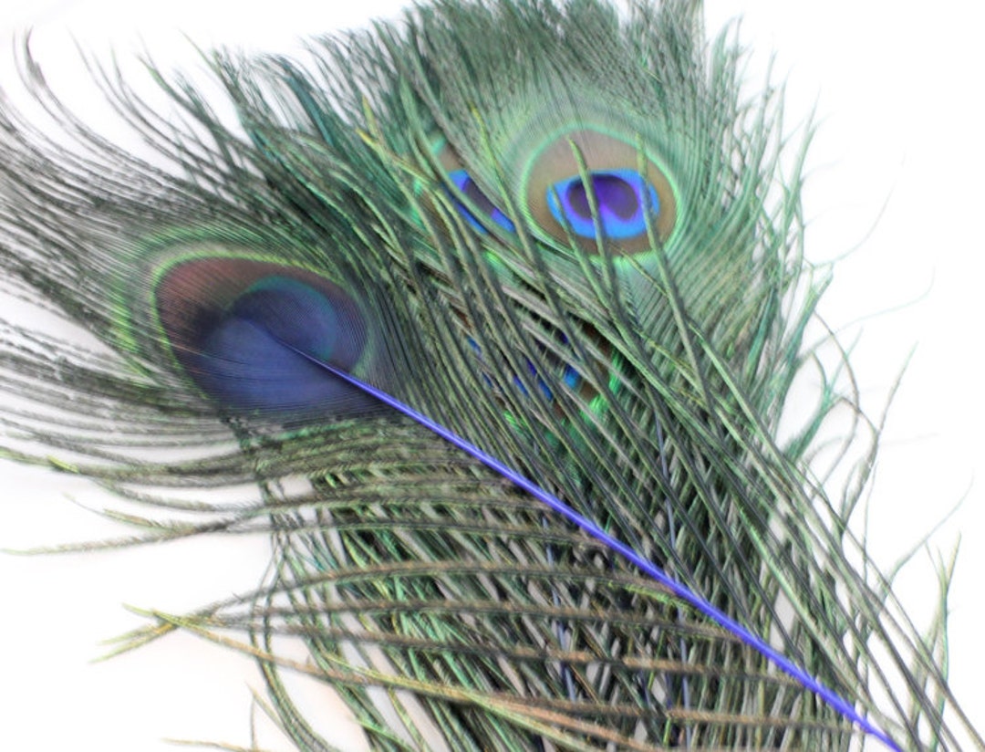 Natural Peacock Feathers. Long Dark Green Peacock Bird Feathers. Green  Feathers for Hats. Peacock Feathers for Wedding Decorations 