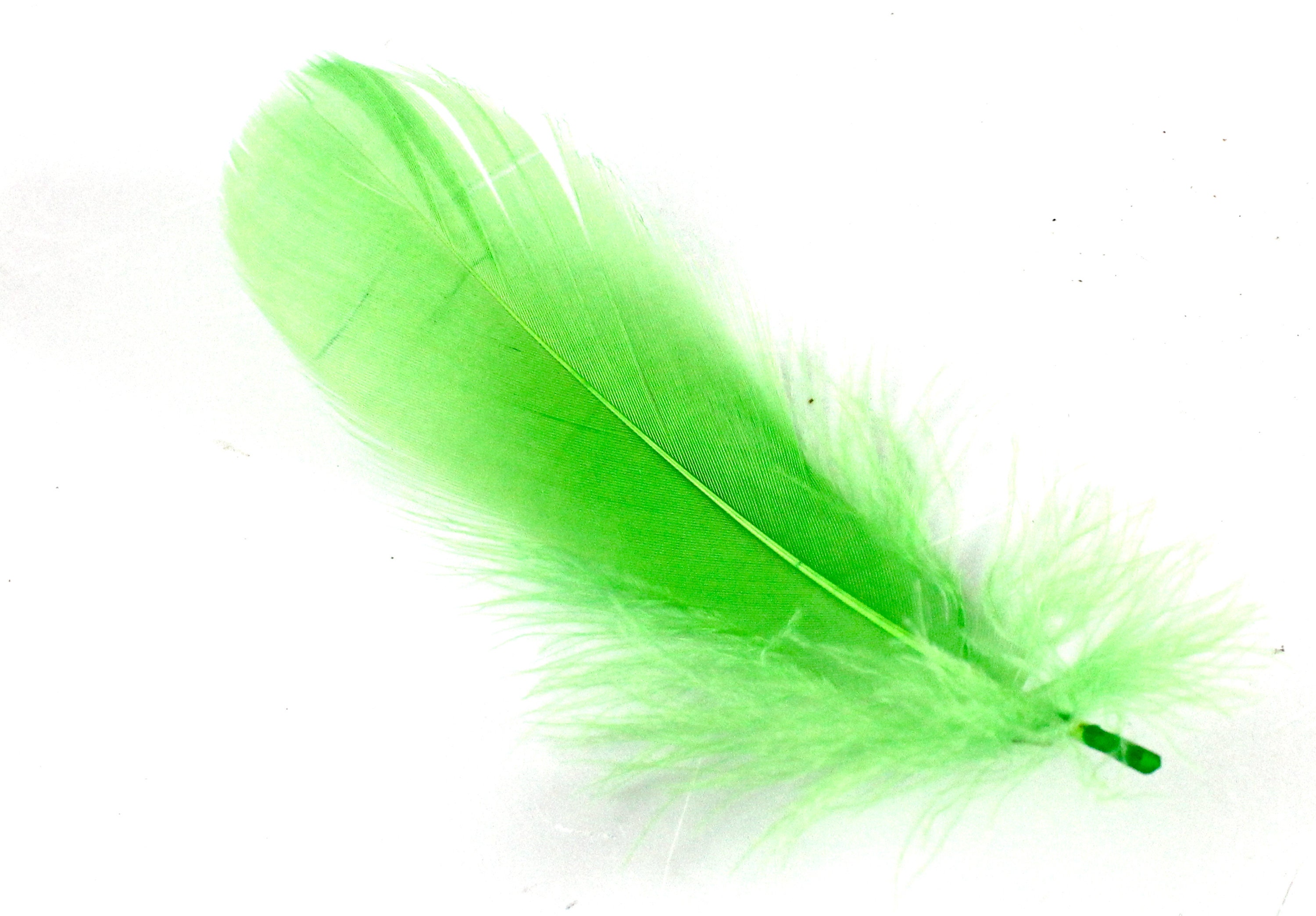 Green Feathers, 1 Pack - Lime Green Goose Satinettes loose feathers 0.3 oz.  : 155