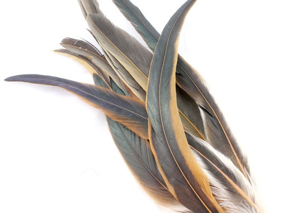 9-12 Inch Brown Rooster Tail Feathers. (5) Natural Rooster Feathers. Brown  Tail Feathers. Brown Feathers. Long Feathers. Black Feathers.