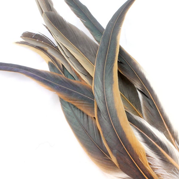 9-12 Inch Brown Rooster Tail Feathers. (5) Natural Rooster Feathers. Brown Tail Feathers. Brown Feathers. Long Feathers. Black Feathers.