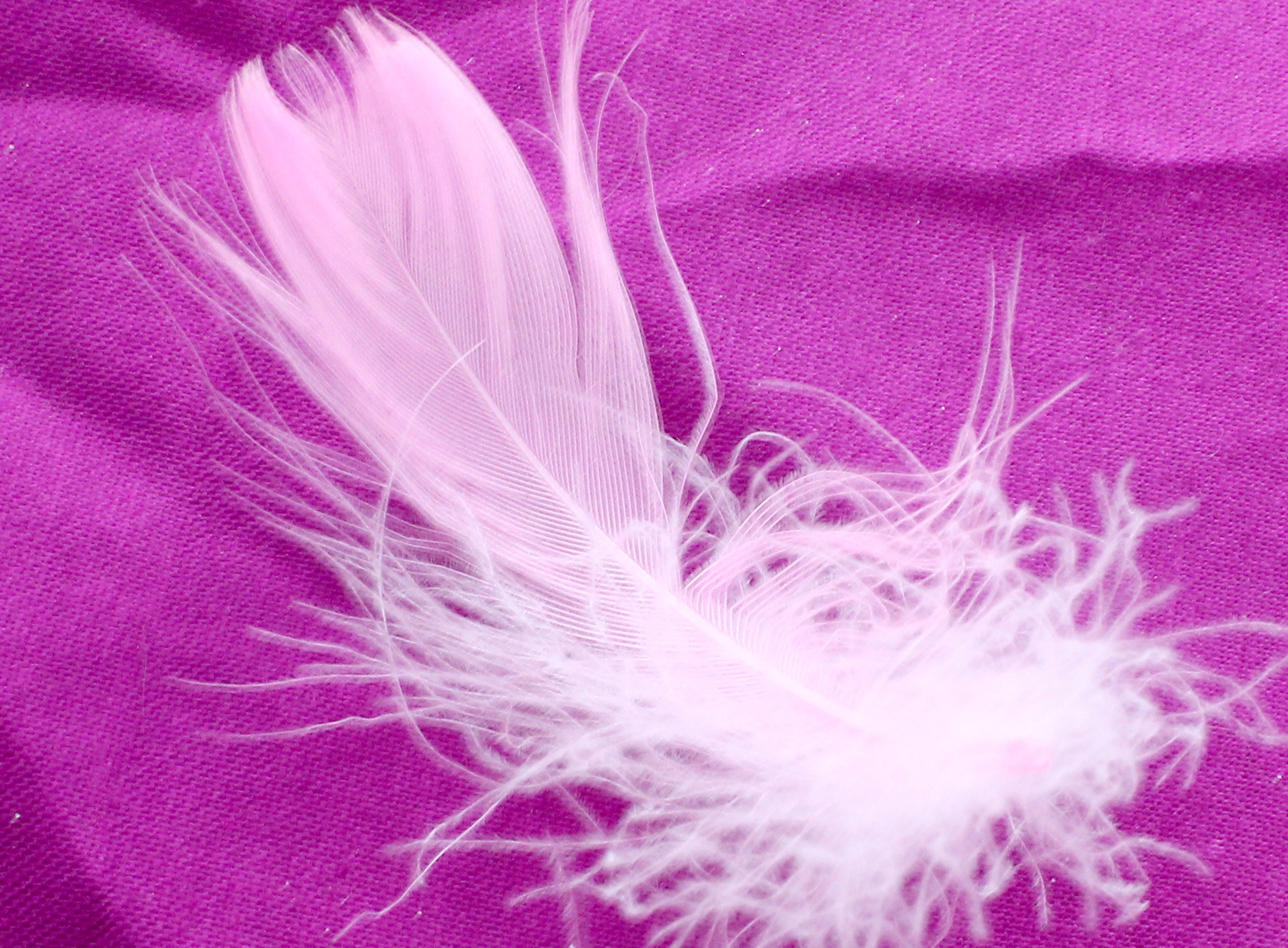 1-3 Inch Baby Pink Feathers. Light Colored Plumes for Making Cat Toys. A  Curved Bird Quills With Soft Fuzzy Bottom for Dream Catchers 