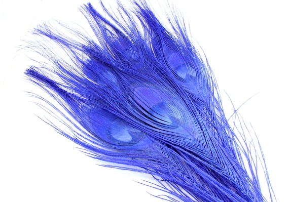 Piume di pavone blu da 10-12 pollici 5 piccole penne per uccelli color  occhi reali con un colore a tinta unita. Una decorazione tinta per cappelli  e tavoli -  Italia