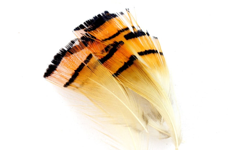 10 GOLDEN PHEASANT TAIL FEATHERS 7 TO 9 INCHES FOR FLY TYING