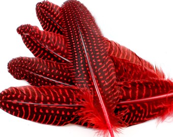 Red Guinea Fowl Wing Feathers. (10) Cardinal Colored Bird Decorations with Black Background. Ruby Spotted Quills. Curved Stiff Feathers