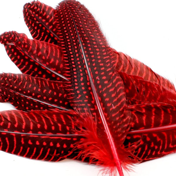 Red Guinea Fowl Wing Feathers. (10) Cardinal Colored Bird Decorations with Black Background. Ruby Spotted Quills. Curved Stiff Feathers