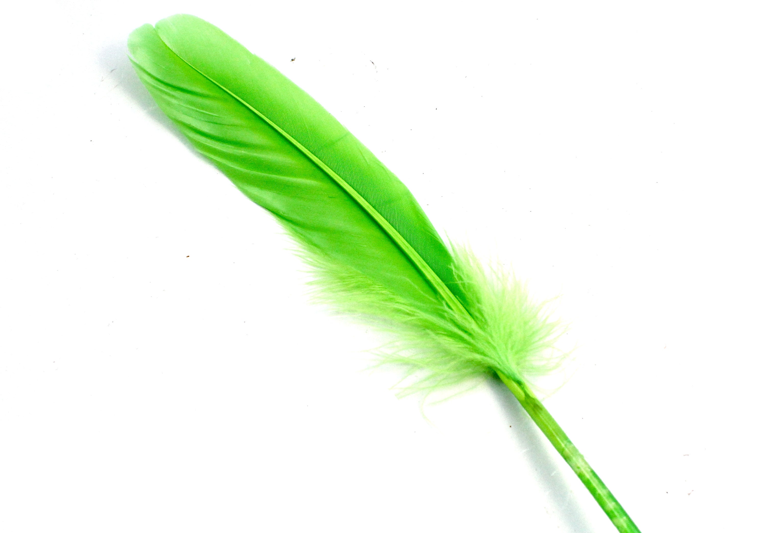 7-9 Inch Lime Green Duck Feathers 10 Light Green Feathers for Making Masks.  Green Bird Feathers. Green Goose Feathers. Green Costume 