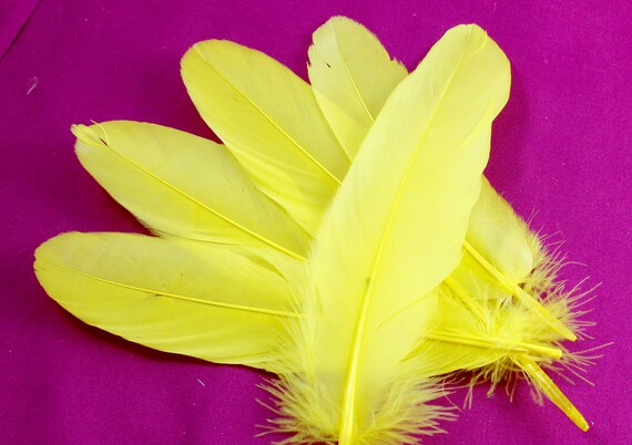 5-7 Inch Yellow Duck Feathers 10 Lemon Colored Bird Quills for Making Fly Fishing  Lures. A Stiff Light Color Decoration for Costumes -  Canada