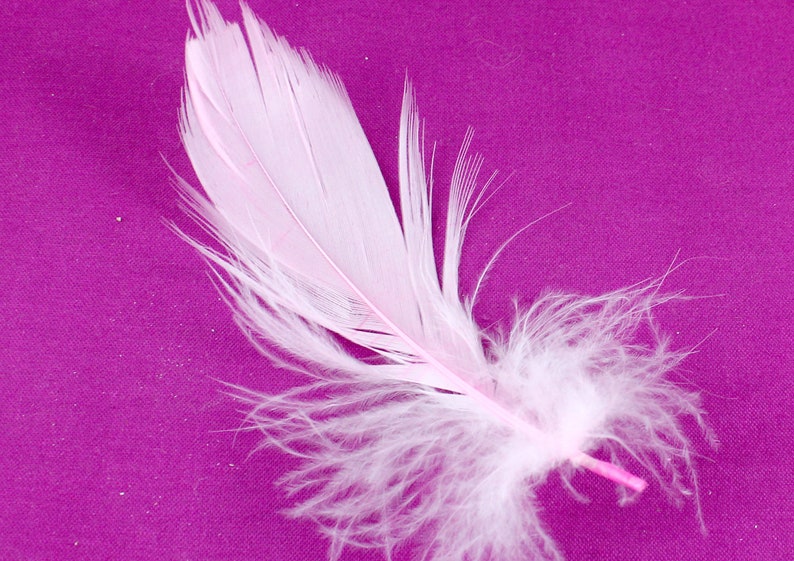 35 Inch Baby Pink Feathers. Light Colored Plumes for Making Etsy Canada