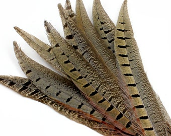 9-11 Inch Ringneck Pheasant Tail Feathers. (5) Light Brown Bird Decorations with Black Bands and Reddish Edges. Long Thin Costume Ornaments