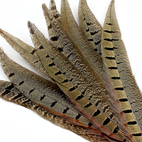 9-11 Inch Ringneck Pheasant Tail Feathers. (5) Light Brown Bird Decorations with Black Bands and Reddish Edges. Long Thin Costume Ornaments