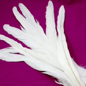 9-11 Inch White Rooster Tail Feathers. (5) Long Cream Colored Bird Decorations For Making Photo Props and Costumes. Thin Off White Plumes