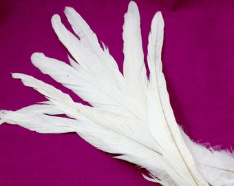 9-11 Inch White Rooster Tail Feathers. (5) Long Cream Colored Bird Decorations For Making Photo Props and Costumes. Thin Off White Plumes