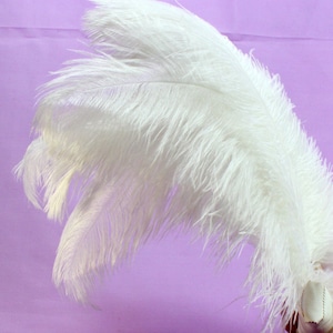 9-11 Inch White Ostrich Feathers. (5) Long Light Colored Plumes for Making Costumes or Using in Hat Bands. Big Fluffy Feathers for Tables