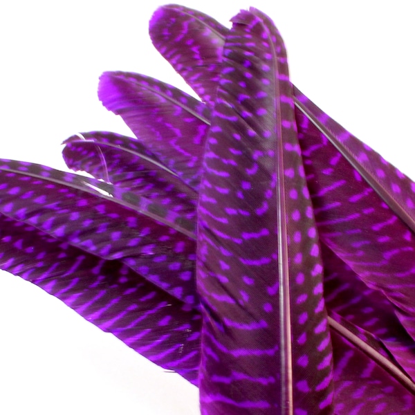 Purple Guinea Fowl Wing Feathers. (10) Colored Guinea Fowl Feathers for Crafts. Purple Costume Feathers. Purple Hat Feathers. Dyed Feather