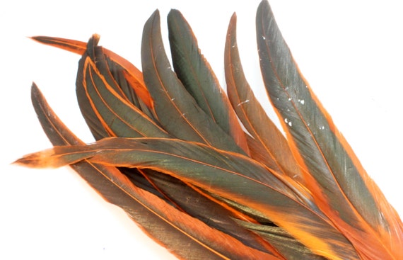 9 11 Inches Rooster Tail Feathers. 5 Long Orange Feathers for