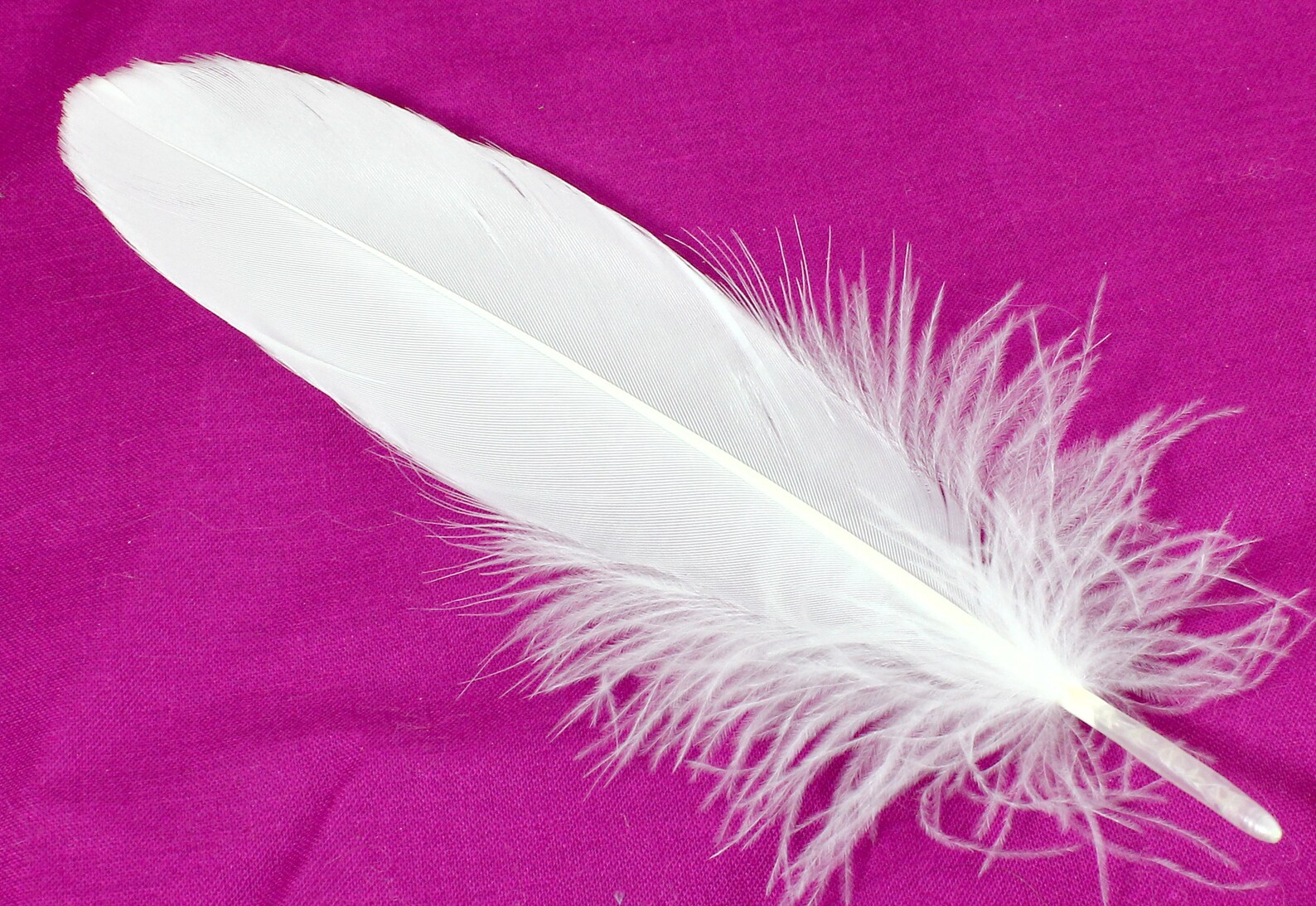 57 Inch White Duck Feathers. 10 Light Colored Stiff Bird Etsy