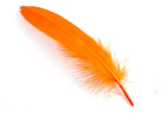 Pluma de cheap pajaro