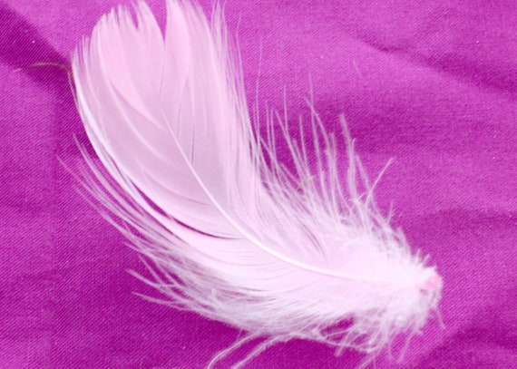 1-3 Inch Baby Pink Feathers. Light Colored Plumes for Making Cat Toys. A  Curved Bird Quills With Soft Fuzzy Bottom for Dream Catchers 