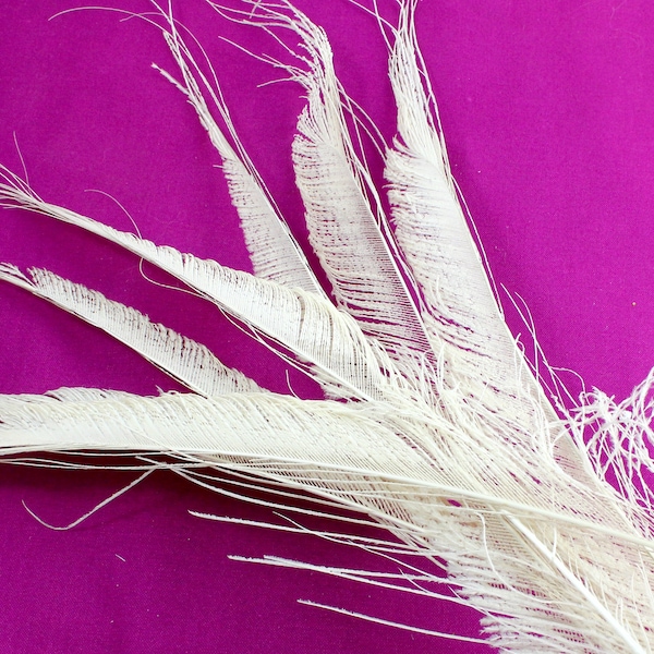 9-11 Inch Ivory Peacock Sword Feathers. Tapered Off White Bird Plumes for Hat Feathers. Long One Color, Narrow Quills for Masks. Bird Tail