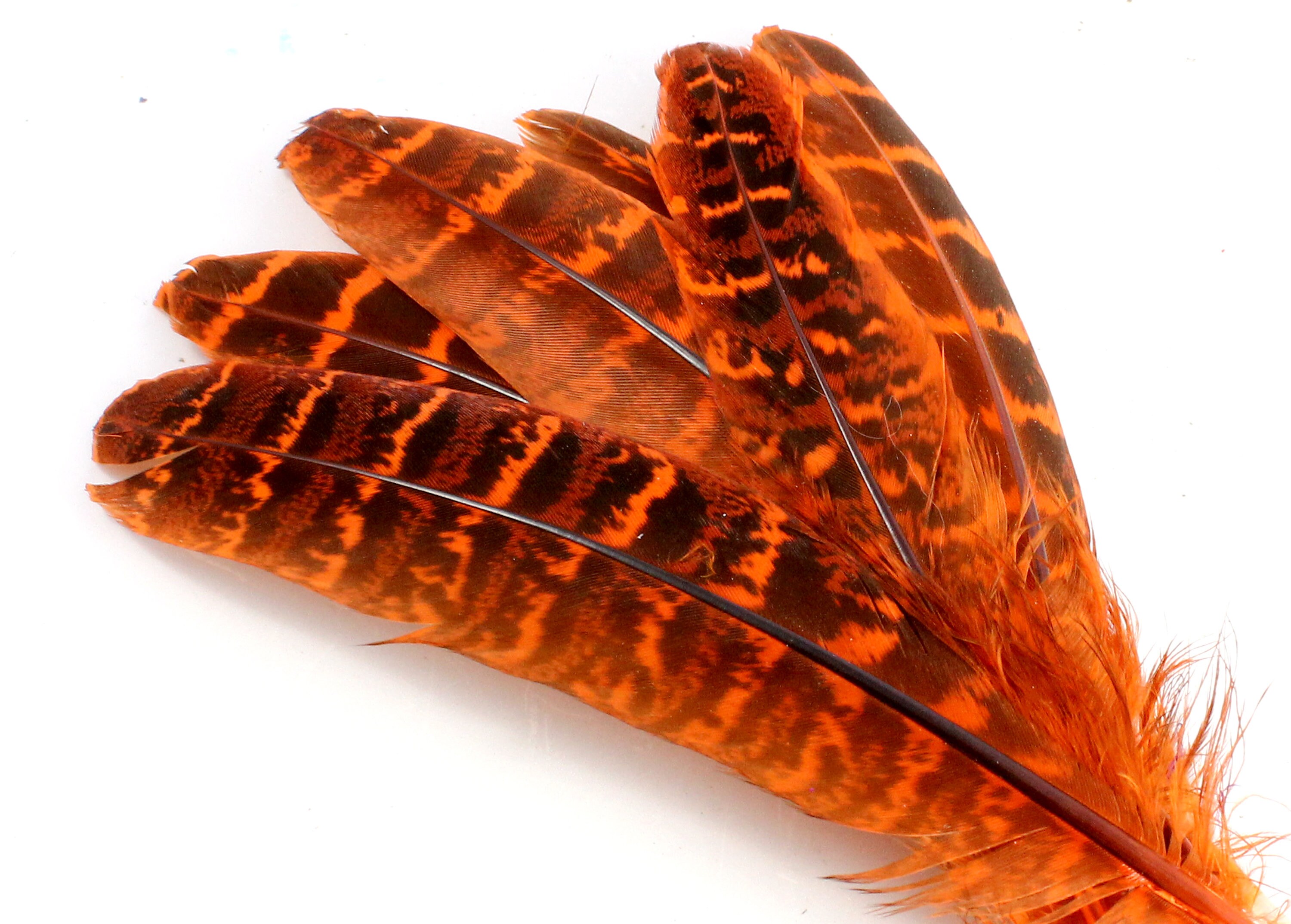 Small Orange Feathers for Crafts Laced Hen Feathers Black Orange Craft  Feathers Oval Feathers Short Orange Feathers 