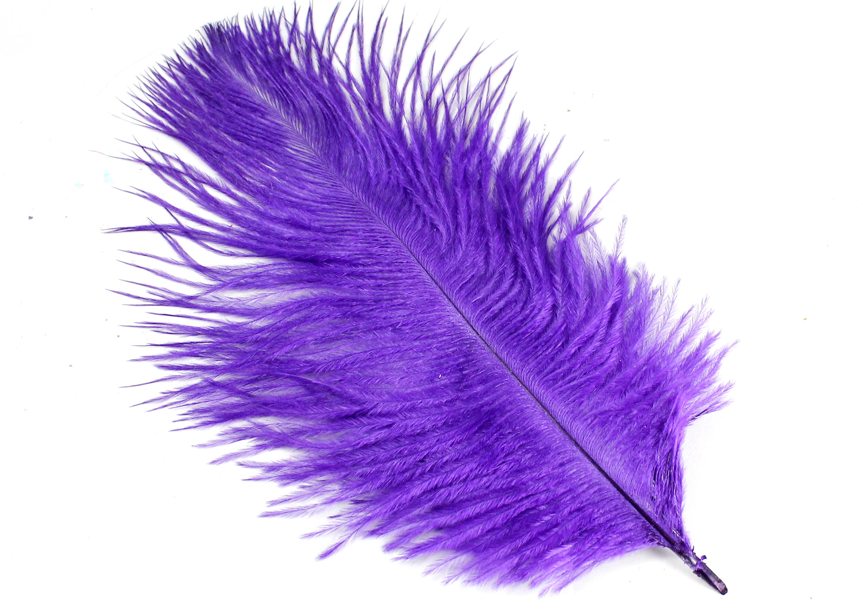 Purple Feathers for Sale  Purple Ostrich, Peacock Feathers & More