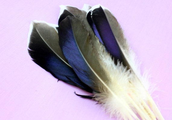 duck feather