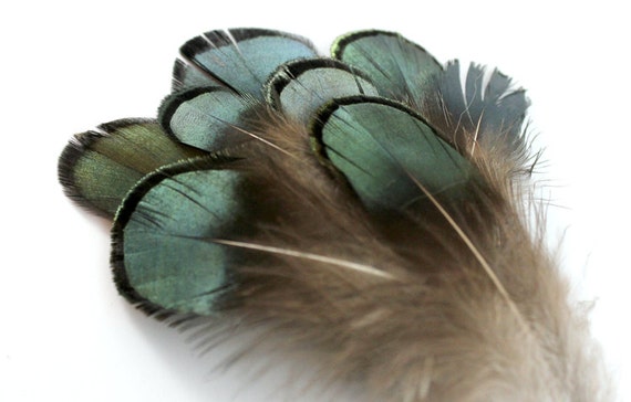 2-4 Inch Green Pheasant Feathers 10 Green Feathers. Green Peacock Feathers  for Fascinators. Green Mask Feathers for Crafts. Short Feathers 
