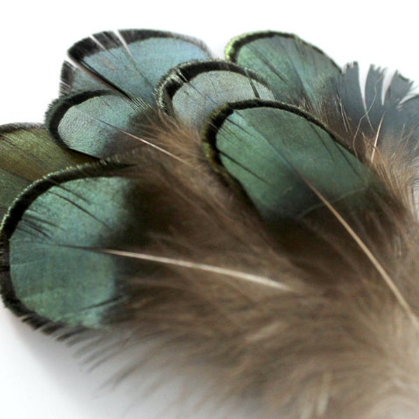 2-4 Inch Green Pheasant Feathers (10) Green Feathers. Green Peacock Feathers for Fascinators. Green Mask Feathers for Crafts. Short Feathers