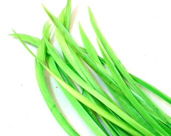 Lime Green Goose Biots. Acid Colored Bird Quills for Making Fancy Pom Poms. Light Colored Decorations for Making Fun Feather Earrings