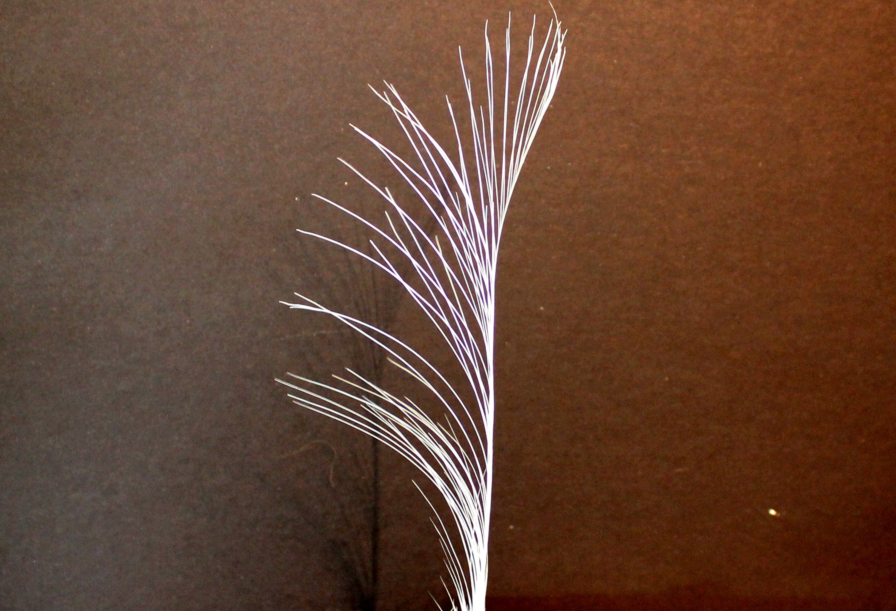Vintage Feathers for Crafting or Hat Making. Feather for a Quill