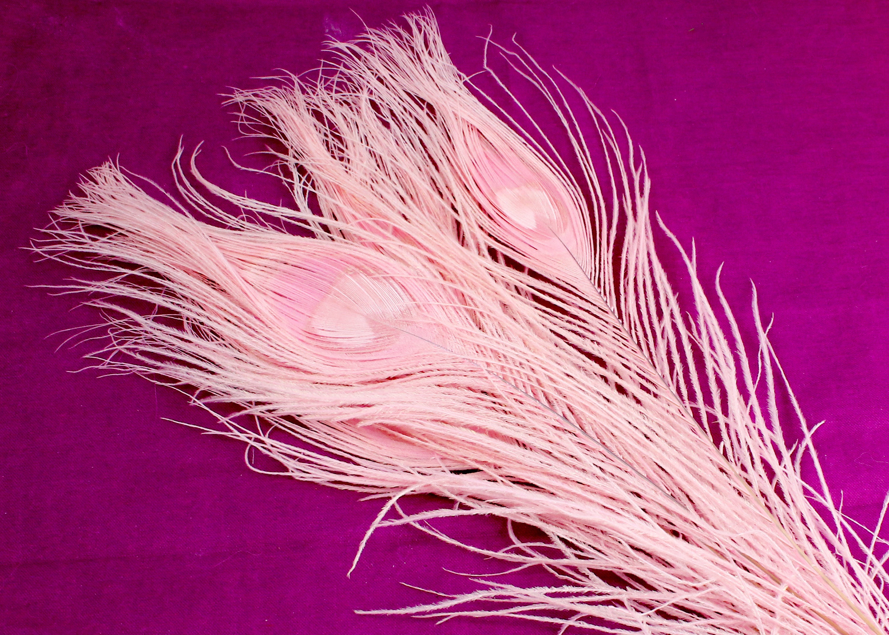 Baby Pink Peacock Feathers. 5 Dyed Solid Color Bird Etsy
