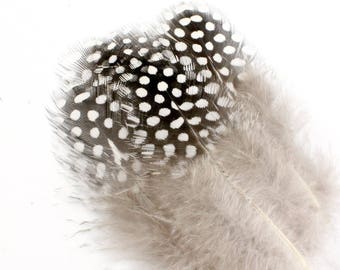 2-3 Inch Natural Guinea Fowl Feathers (10) Black Spotted Feathers. Natural Bird Feathers. White Feathers. White Guinea Feathers. White Spot