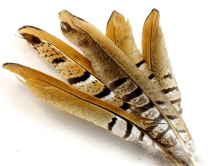 6-8 Inch Reeve's Pheasant Feather. A Light Brown Quill With Dark Lines ...