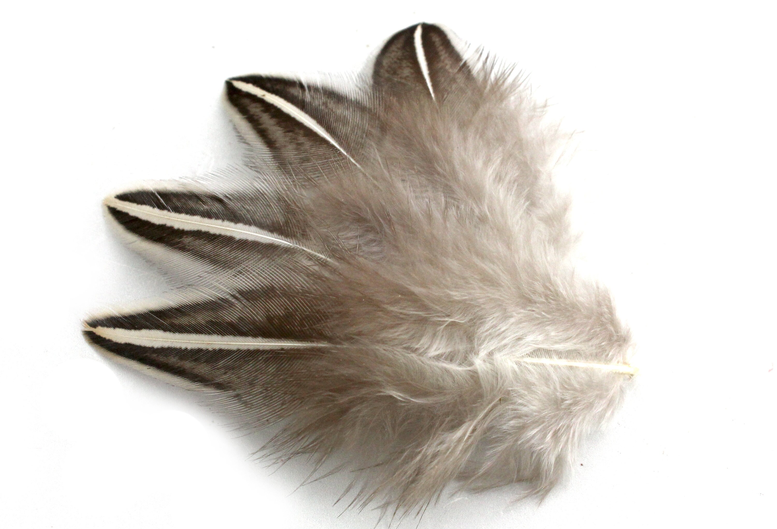 20 pcs Small Duck feathers Spotted feathers Miniature feathers Jewelry feathers Earring feathers Black feathers Mallard duck feathers Rare 20 pcs Small Duck feathers Spotted feathers Miniature feathers Jewelry feathers Earring feathers Black feathers Mallard duck feathers Rare