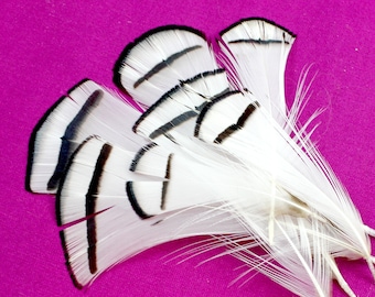 2-3 Inch White Lady Amherst Feathers (10) A Light Colored Bird Decoration with a Black Stripe and Dark Edges. Triangle Shape for Masks