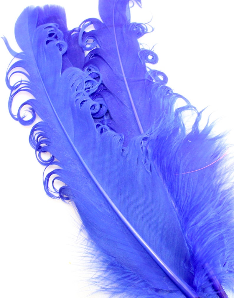 Blue Curled Duck Feathers. 5 Navy Colored Bird Feathers for - Etsy