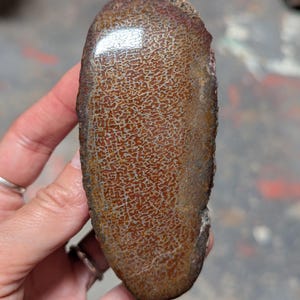 May include: An oval-shaped polished stone specimen featuring a distinct, intricate network of reddish-brown and tan cellular patterns across its surface. The stone has a smooth, glossy finish with a darker, rougher edge along the right side.