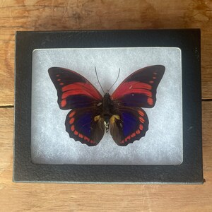Rare Real Framed Prepona praeneste