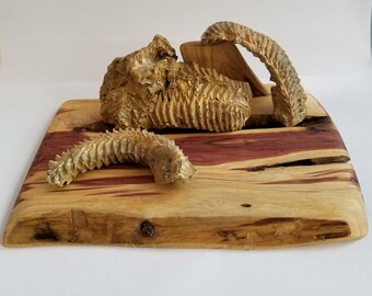 Fósiles de almeja dentadura postiza del Cretácico sobre una base de madera de mezquite hecha a mano