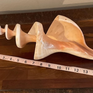May include: A large, natural conch shell with a spiral design and a smooth, polished surface. The shell is a blend of cream and peach tones, and measures approximately 16 inches in length. It rests on a dark wooden surface.