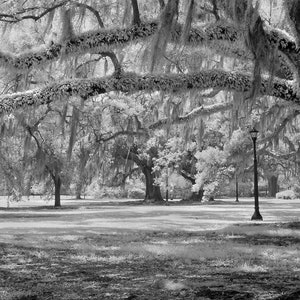 New Orleans Photography AUDUBON PARK print French Quarter black and  white photograph photo