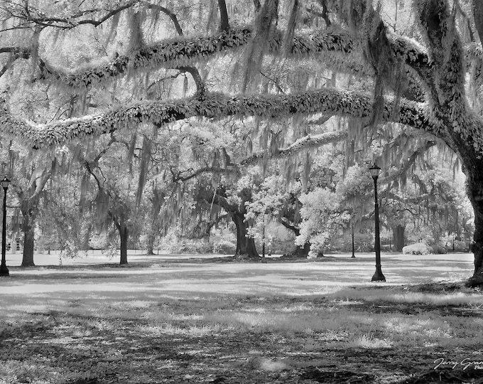 New Orleans Photography AUDUBON PARK print French Quarter black and  white photograph photo