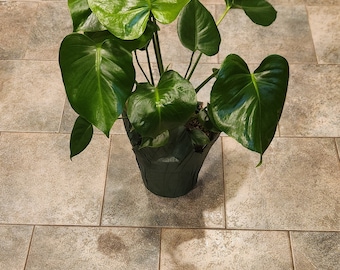 Large Monstera Deliciosa Live Indoor/Outdoor Plant, 22 Inches Tall